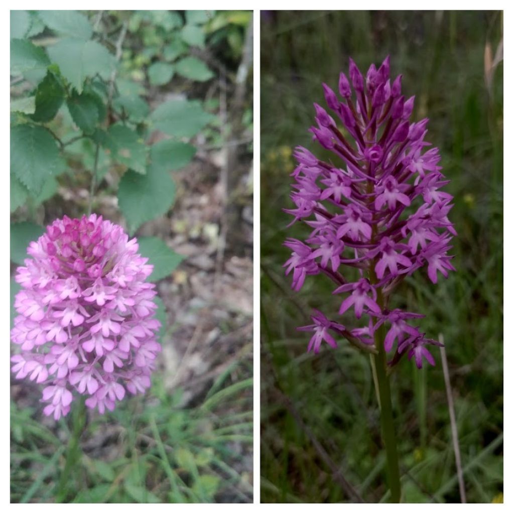 Anacamptis berica?